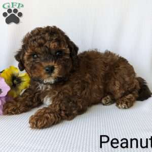 Peanut, Shih-Poo Puppy