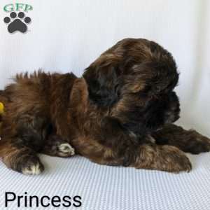Princess, Shih-Poo Puppy