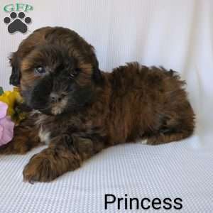 Princess, Shih-Poo Puppy