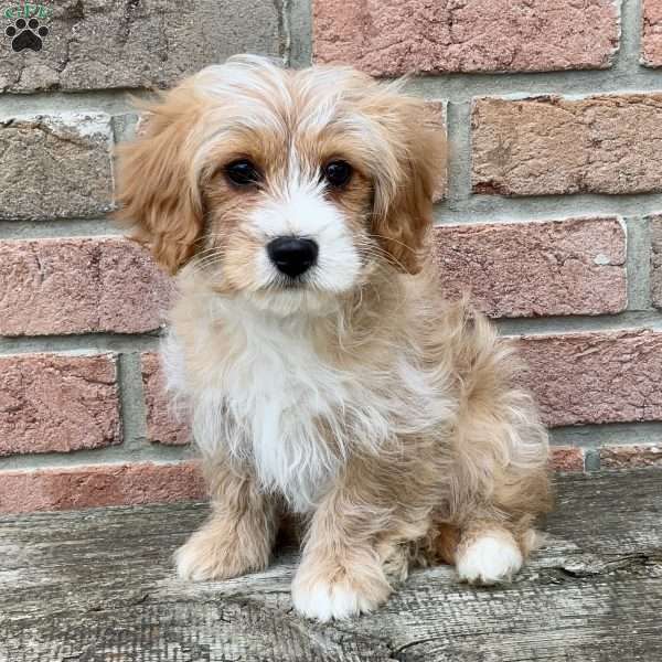 Trixy, Cavapoo Puppy