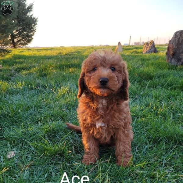 Ace, Mini Labradoodle Puppy