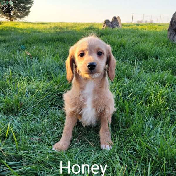 Honey, Mini Labradoodle Puppy
