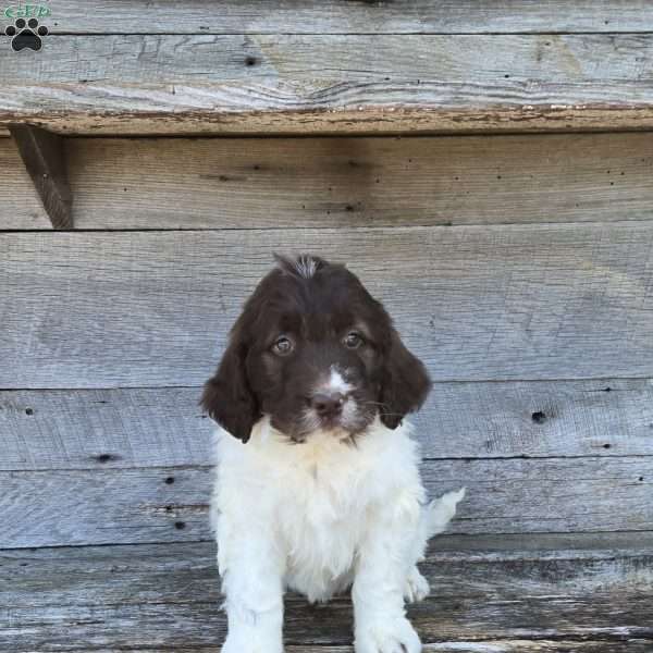 Daisy, Newfypoo Puppy