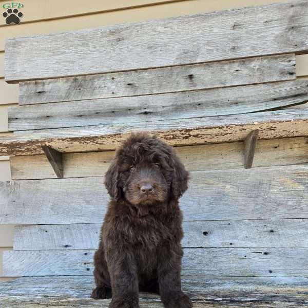 Tucker, Newfypoo Puppy