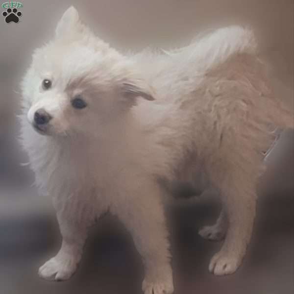 Diamond, Pomeranian Puppy