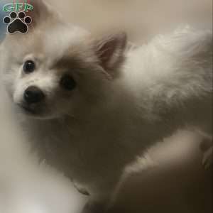 Diamond, Pomeranian Puppy