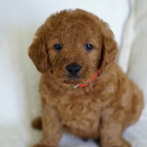 Rowan, Mini Labradoodle Puppy