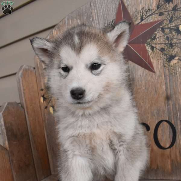 Twinkle, Alaskan Malamute Puppy