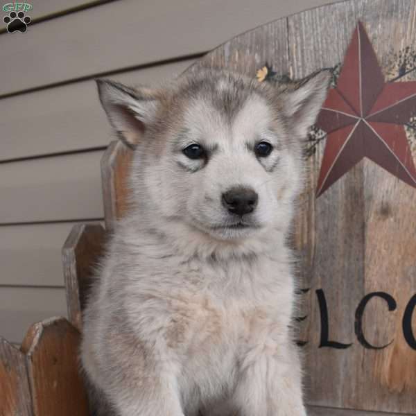Tony, Alaskan Malamute Puppy