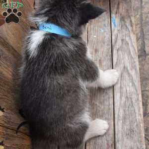 Benny, Alaskan Malamute Puppy
