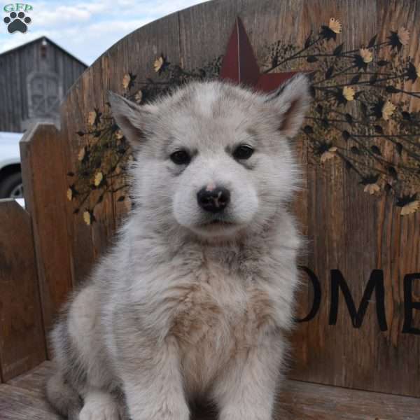 Bear, Alaskan Malamute Puppy