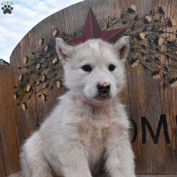 Betty, Alaskan Malamute Puppy