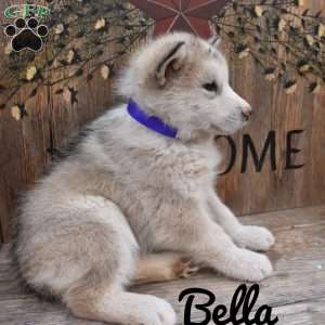Bella, Alaskan Malamute Puppy