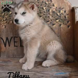Tiffany, Alaskan Malamute Puppy