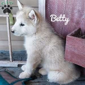 Betty, Alaskan Malamute Puppy