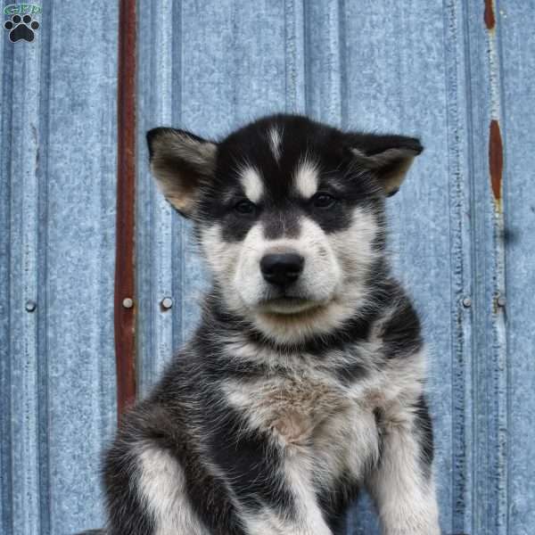 Oscar, Alaskan Malamute Puppy