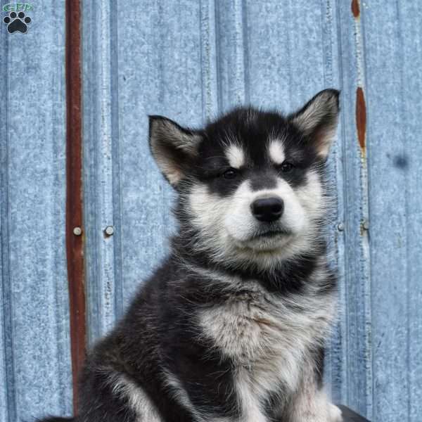 Owen, Alaskan Malamute Puppy