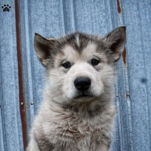 Oakley, Alaskan Malamute Puppy