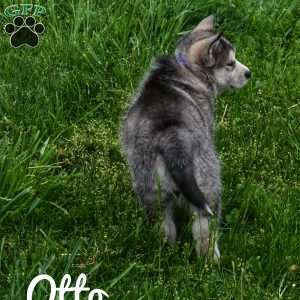 Otto, Alaskan Malamute Puppy