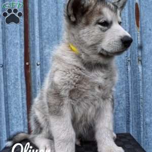 Oliver, Alaskan Malamute Puppy