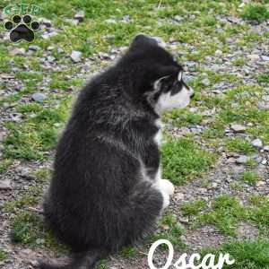 Oscar, Alaskan Malamute Puppy