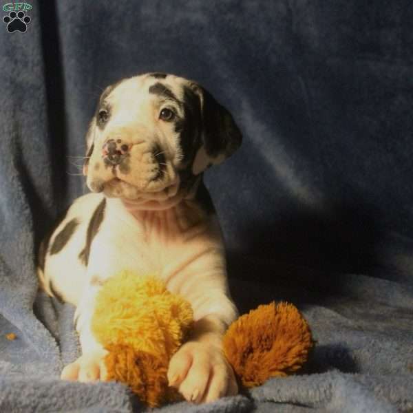 Fiona, Great Dane Puppy