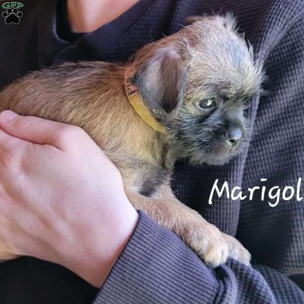 Marigold, Brussels Griffon Puppy