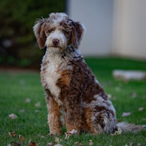 Green Ridge Puppies,  Breeder