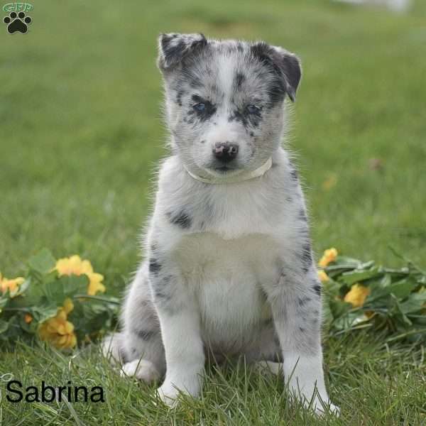 Sabrina, Pomsky Puppy