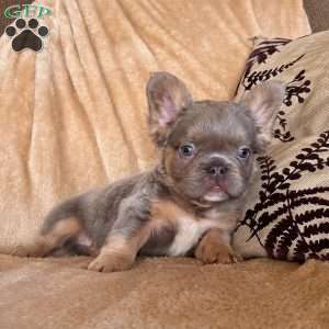Bentley, French Bulldog Puppy