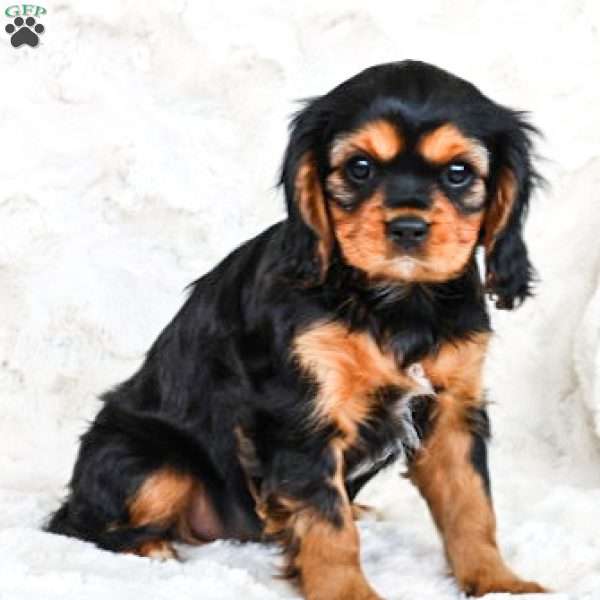 Darlin, Cavalier King Charles Spaniel Puppy