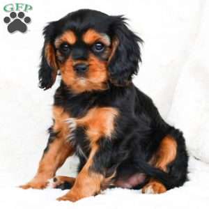 Darlin, Cavalier King Charles Spaniel Puppy