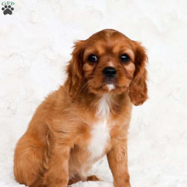 Dixie, Cavalier King Charles Spaniel Puppy