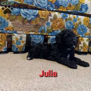 Julia, Cockapoo Puppy
