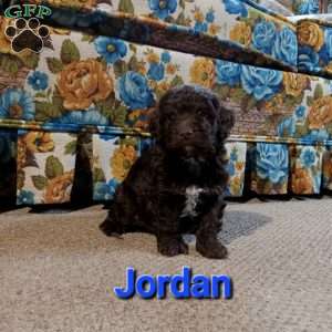 Jordan, Cockapoo Puppy