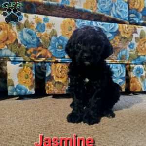 Jasmine, Cockapoo Puppy