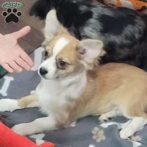 Benny, Chihuahua Puppy