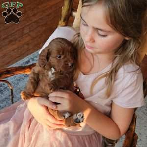 Red F1B, Mini Goldendoodle Puppy