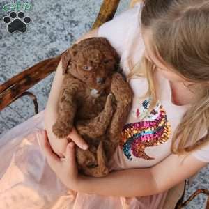 Rusty F1B, Mini Goldendoodle Puppy