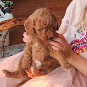 Bella F1B, Mini Goldendoodle Puppy