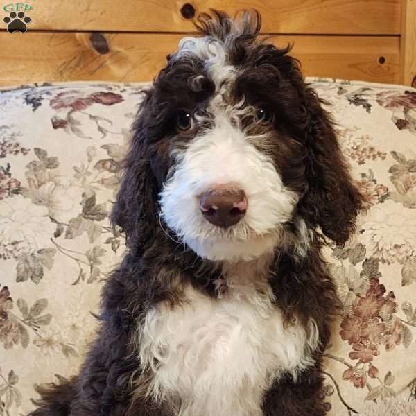 Pink, Bernedoodle Puppy