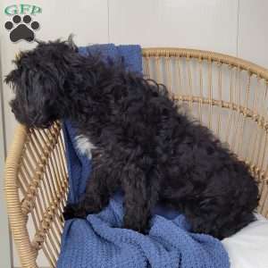 Coral, Portuguese Water Dog Puppy