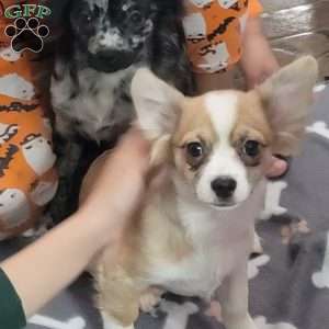 Benny, Chihuahua Puppy