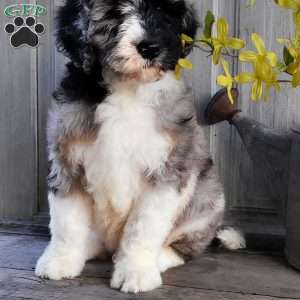 Chase F1B, Bernedoodle Puppy