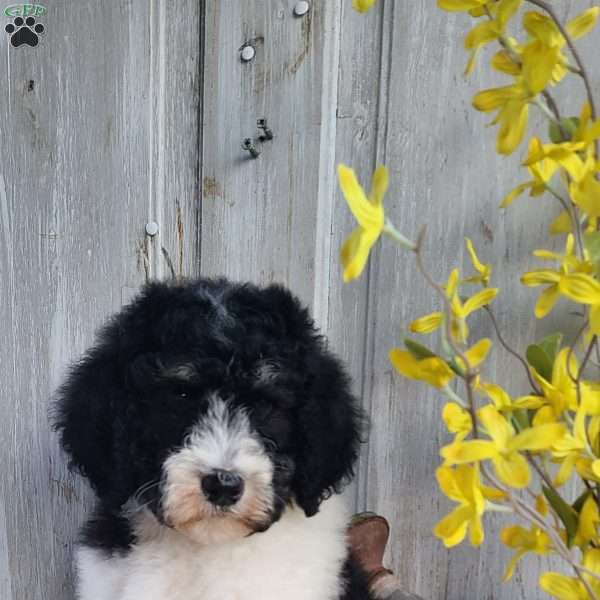 Millie, Bernedoodle Puppy