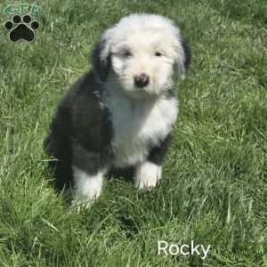 Rocky, Old English Sheepdog Puppy