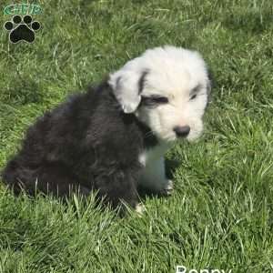 Benny, Old English Sheepdog Puppy