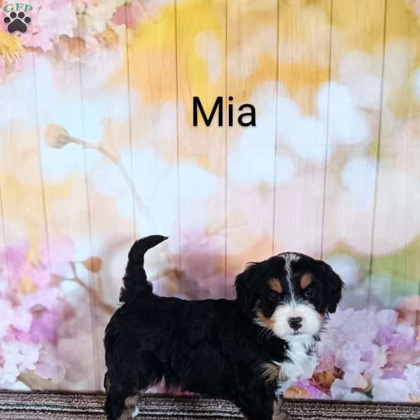 Mia, Mini Bernedoodle Puppy