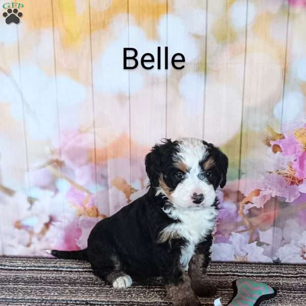 Belle, Mini Bernedoodle Puppy