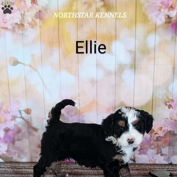 Ellie, Mini Bernedoodle Puppy